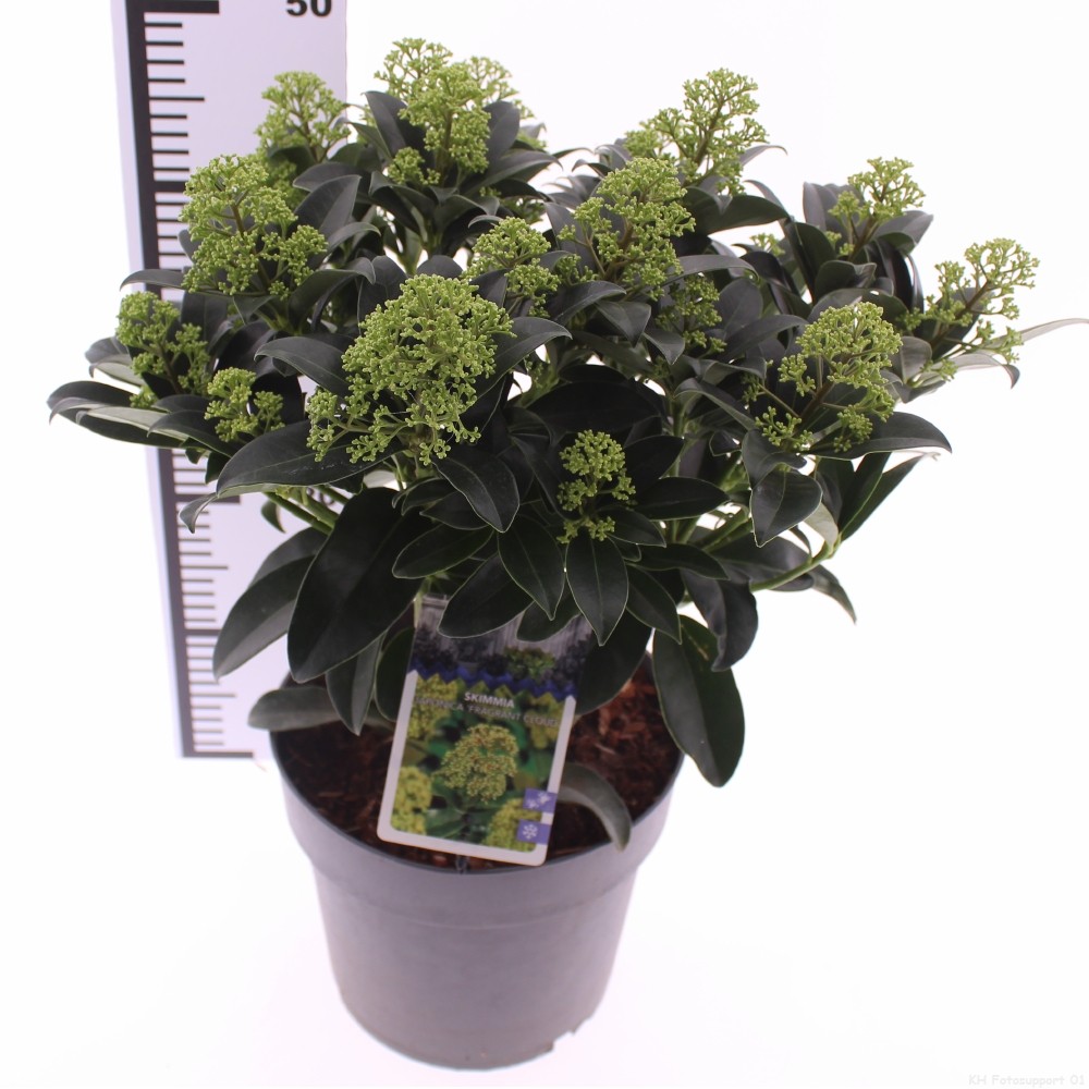 Skimmia jap. 'Fragrant Cloud', D 23 cm