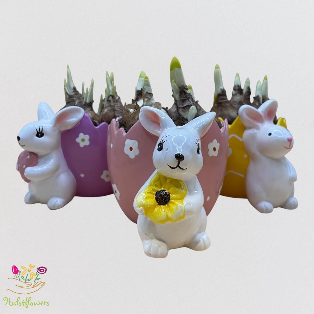 Narcissus arrangement Haasje met ei 3 varianten, D 11