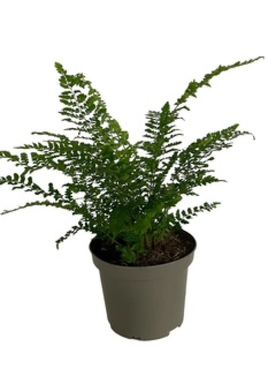 Polystichum setiferum, D 17 cm