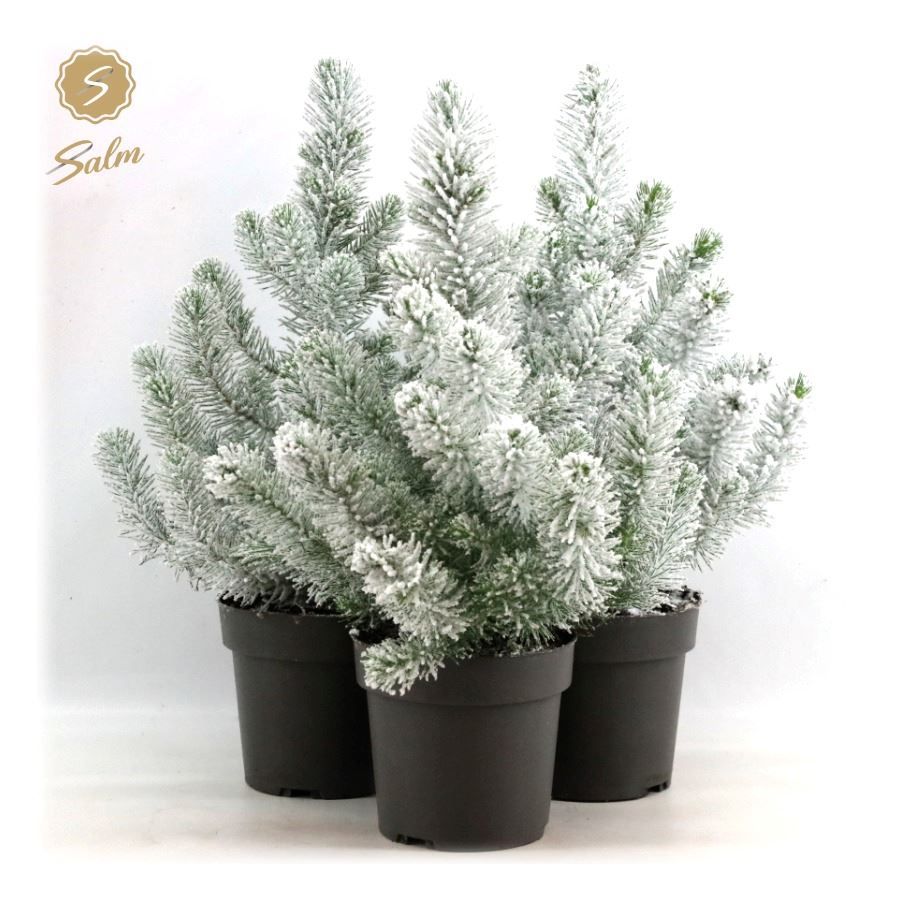 Pinus pinea 'Silver Crest' P17 40-50 + Snow, D 17 cm