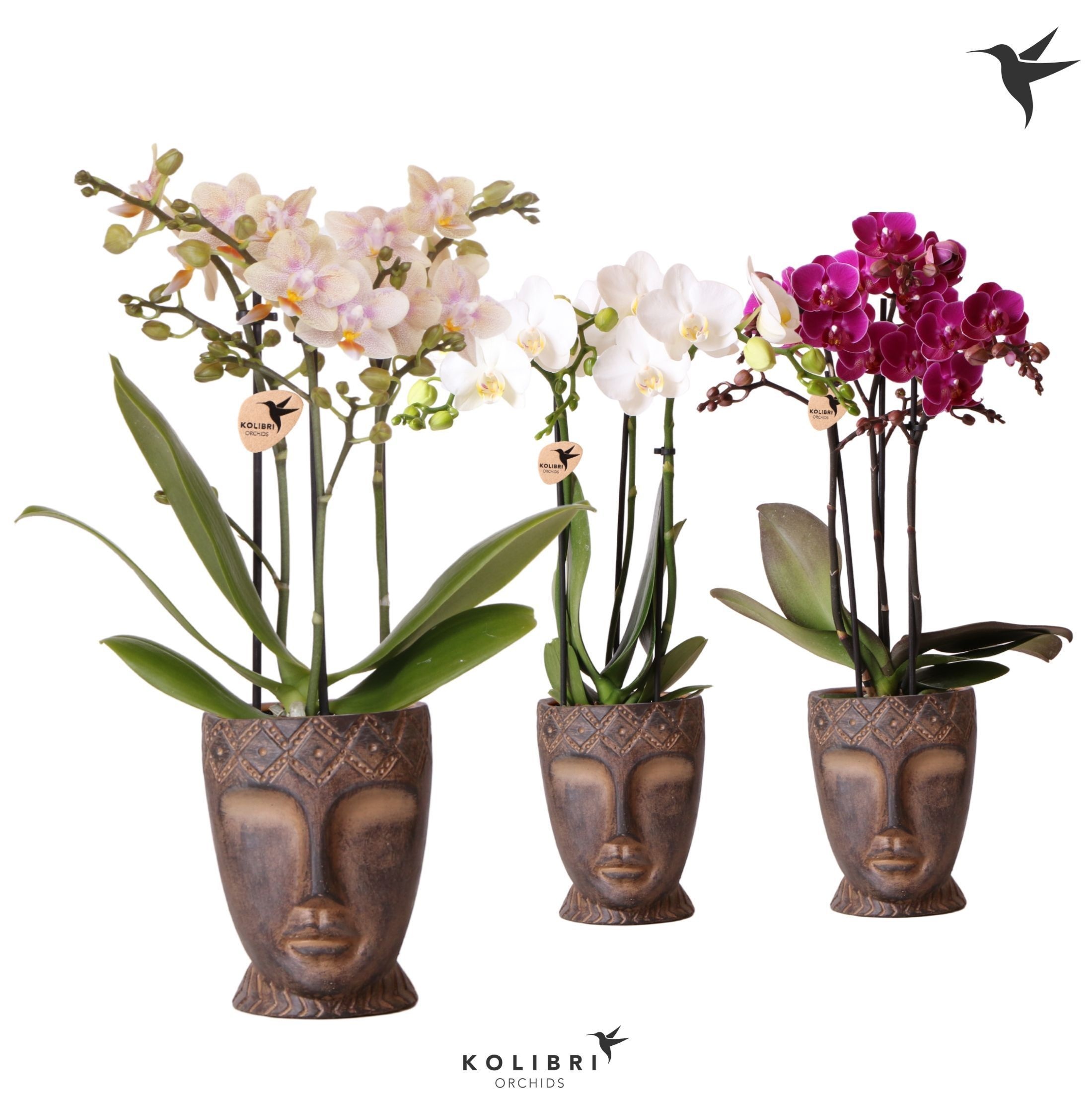 Kolibri Orchids Phalaenopsis mix 3 spike in Totem Mask pot, D 9