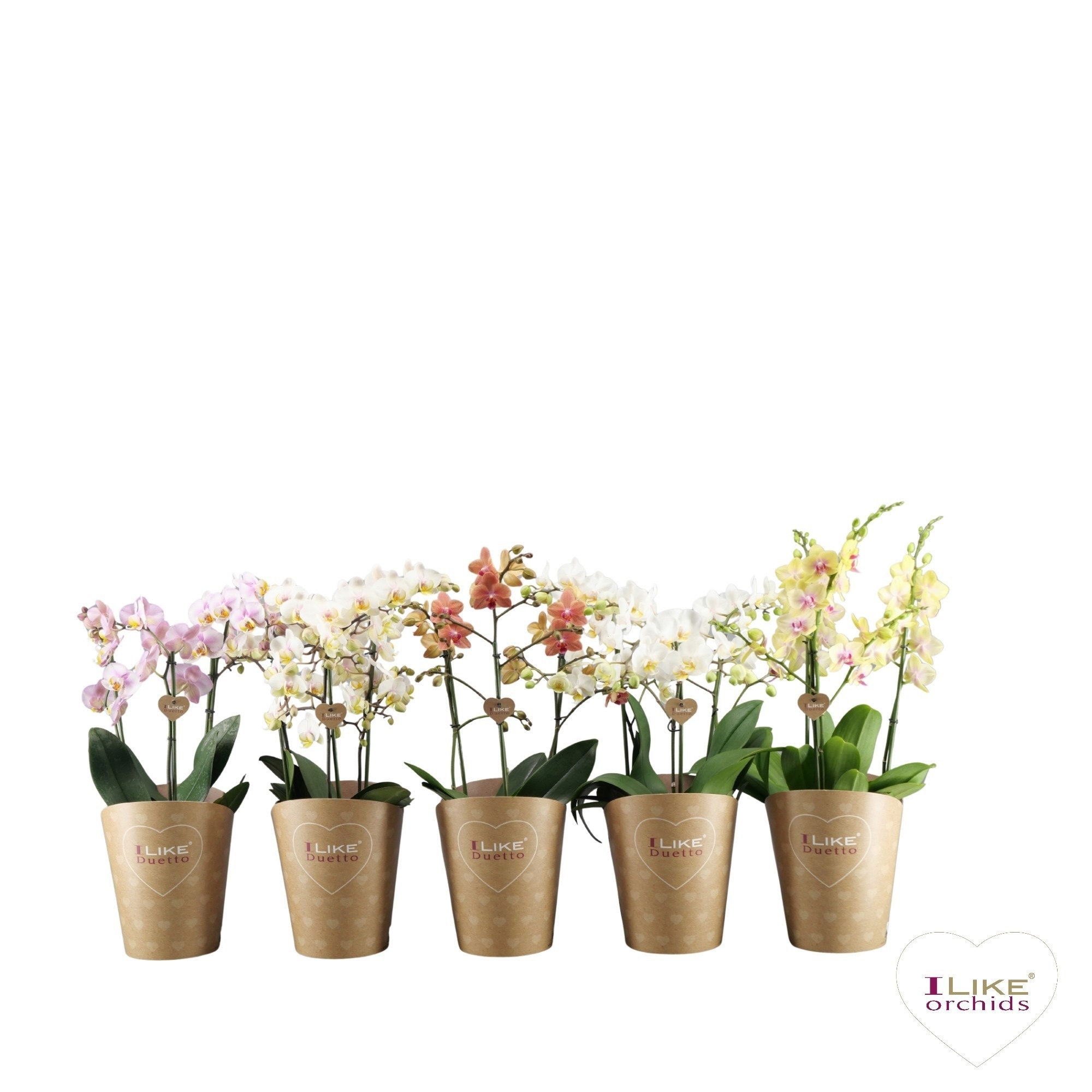 Duetto Multi Mix 45+, D 17