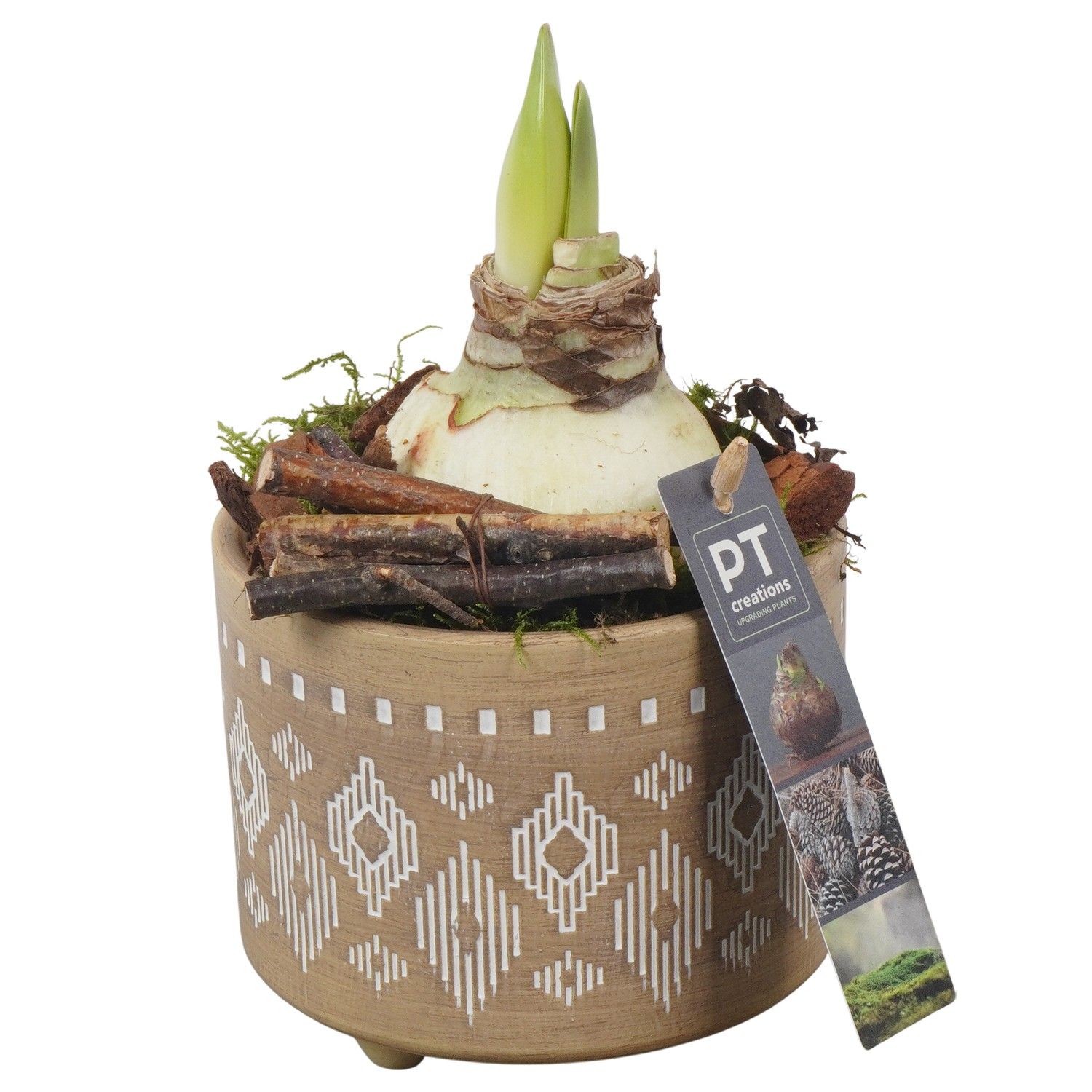 PTAA7505 Arrangement Amaryllis in keramiek pot, D 12 cm