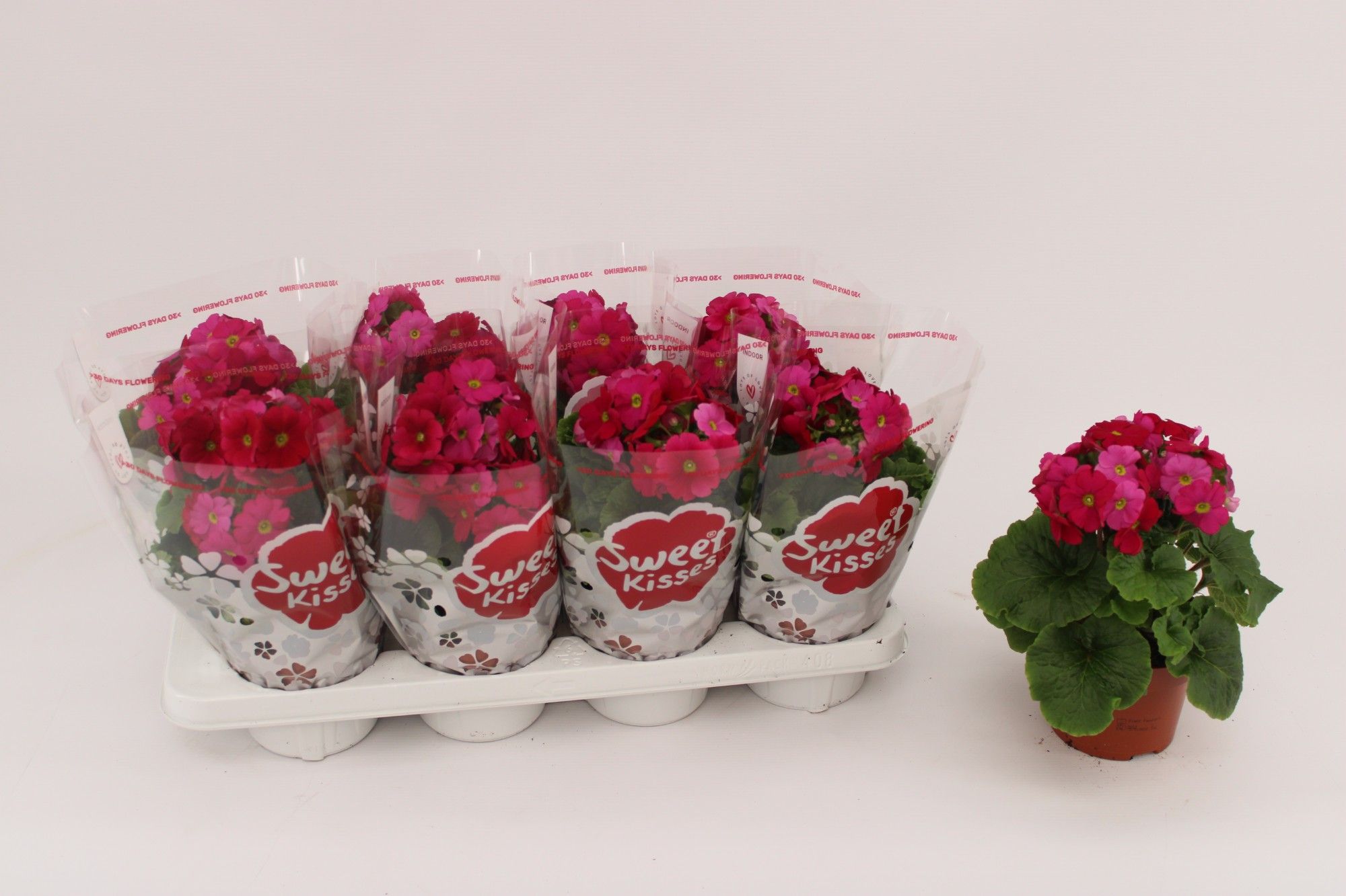 Primula Obconica Magenta 13cm, D 13