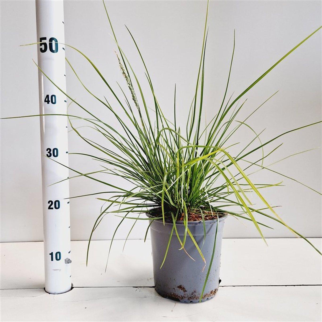 Sesleria autumnalis, D 17 cm