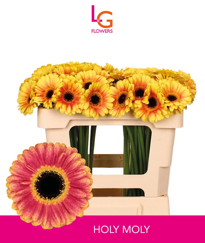 Гермини Холи Моли, шт.