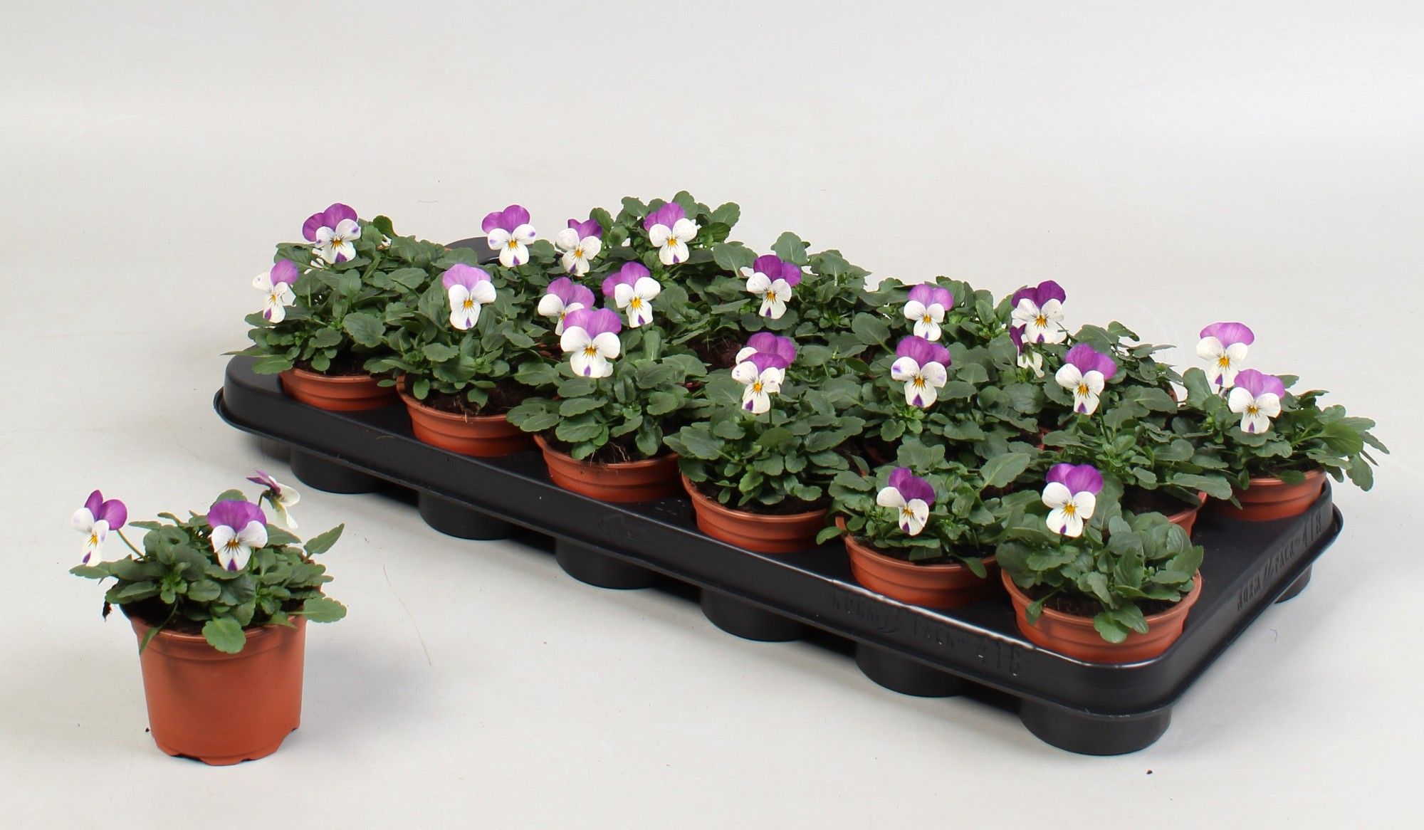 Viola Cornuta Grp Callisto F1 Pink wing, D 9 cm