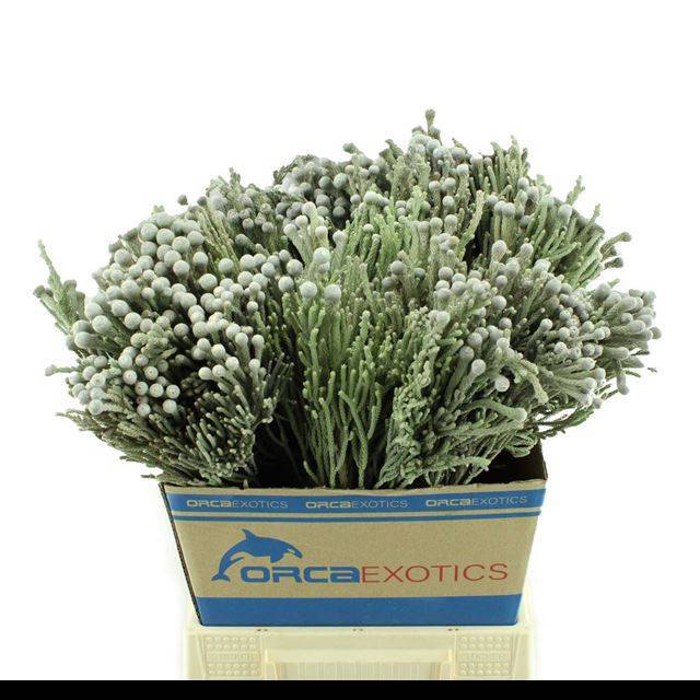 Бруния Лаевис 50 (сер.), шт.