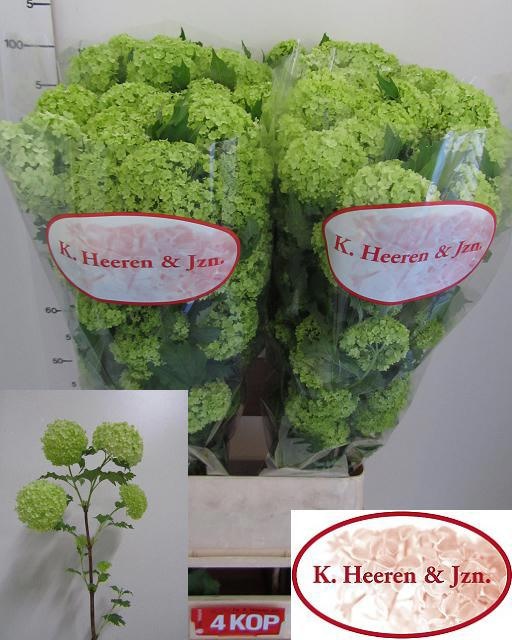 Вибурнум Розеум 100 (зел.), шт.