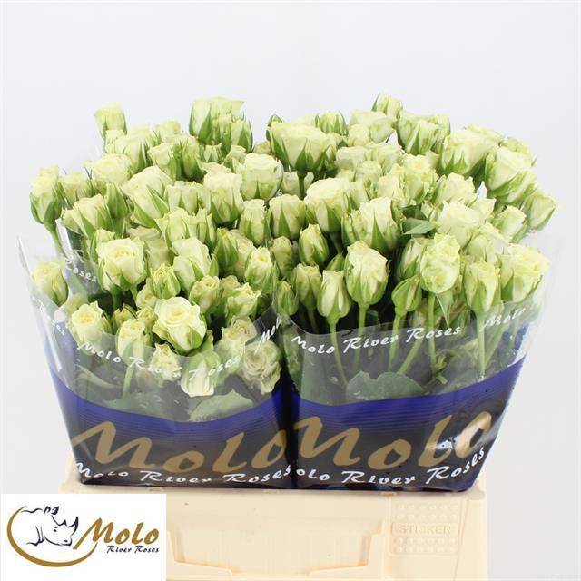 Роза куст. Сноуфлейк 40, шт.