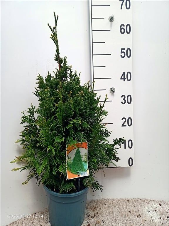 Thuja plicata 'Can-Can', D 19 cm