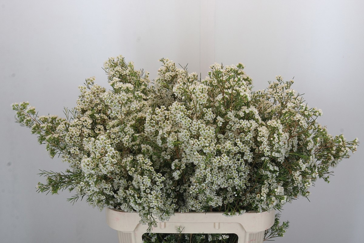 Шамелациум Близзард 80, шт.