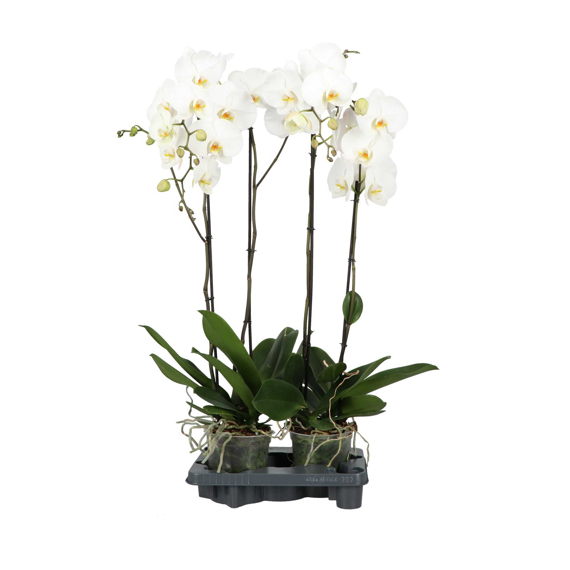 King P17 A2 White 2 spike, D 17 cm