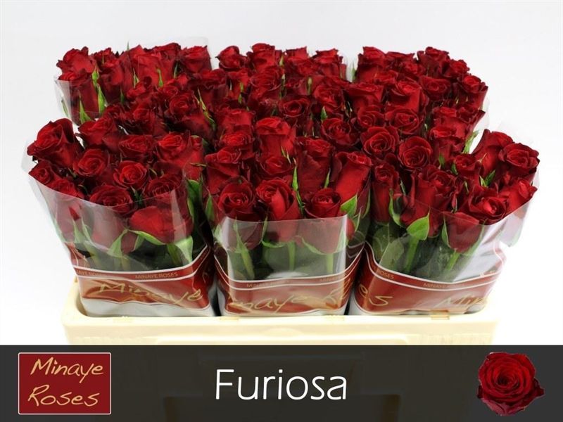 Роза од. Фуриоза 50, шт.