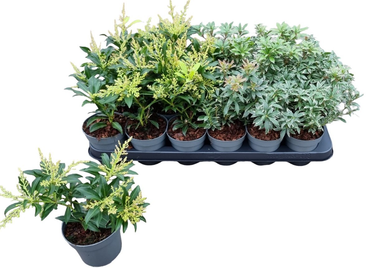 Pieris in cultivars, D 9