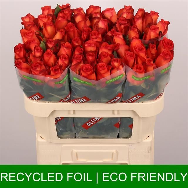 Роза од. Метеор 70, шт.