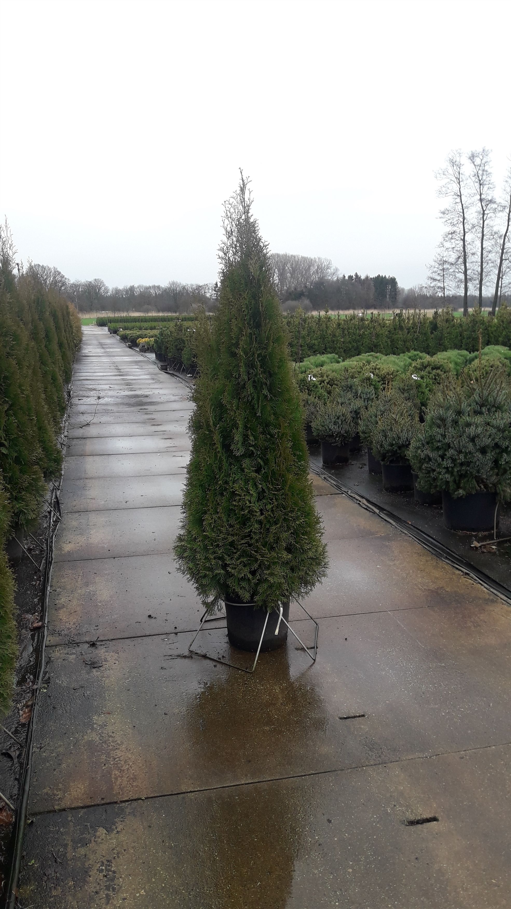Thuja occidentalis 'Smaragd', D 35