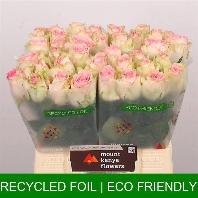 Роза од. Эсперанс 40, шт.