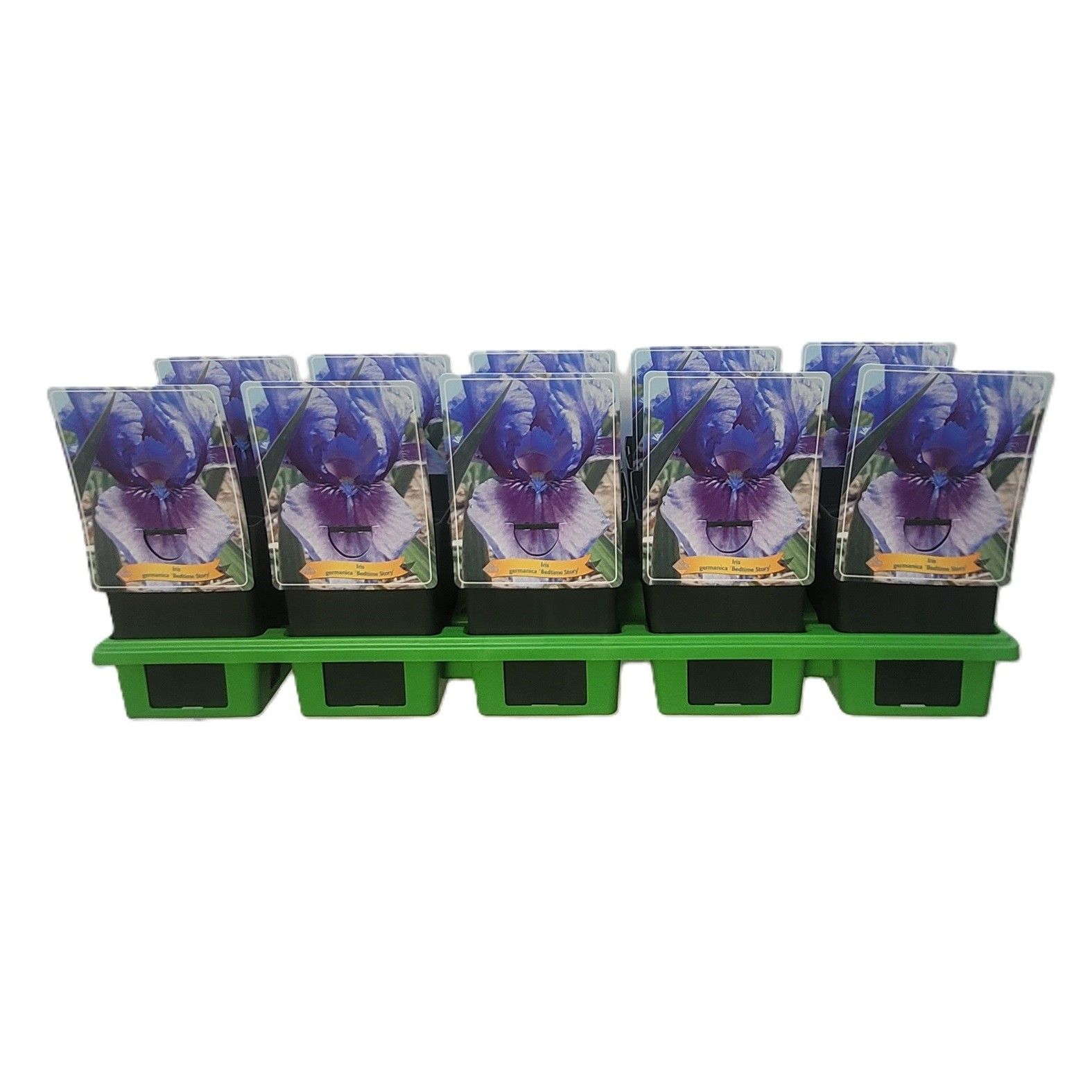 Iris germanica 'Bedtime Story' P11, D 11 cm