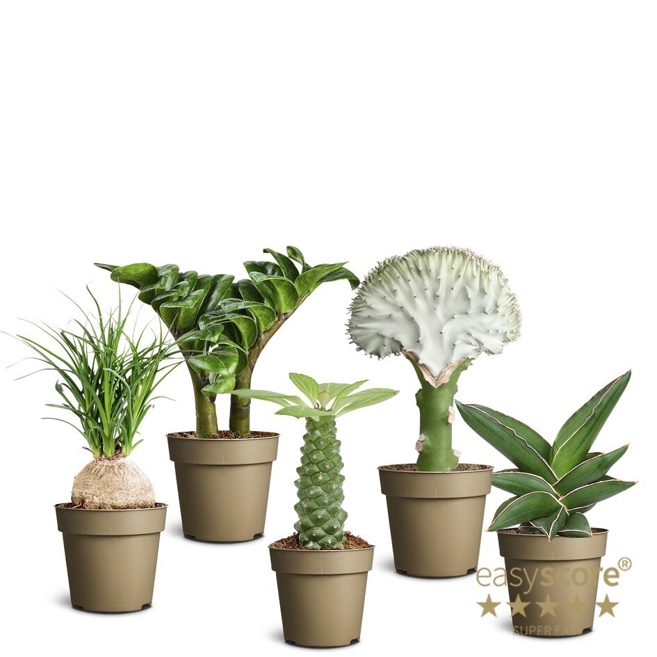 SCULPTURE MIX 10991402 Sculpture Collection, D 9 cm