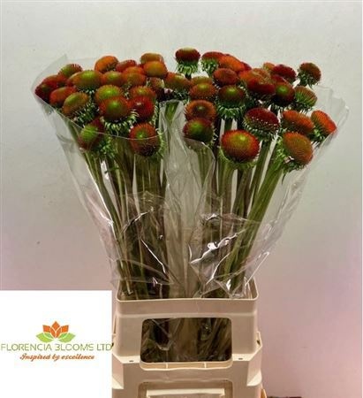 Эхинацея Пурпурея 70, шт.