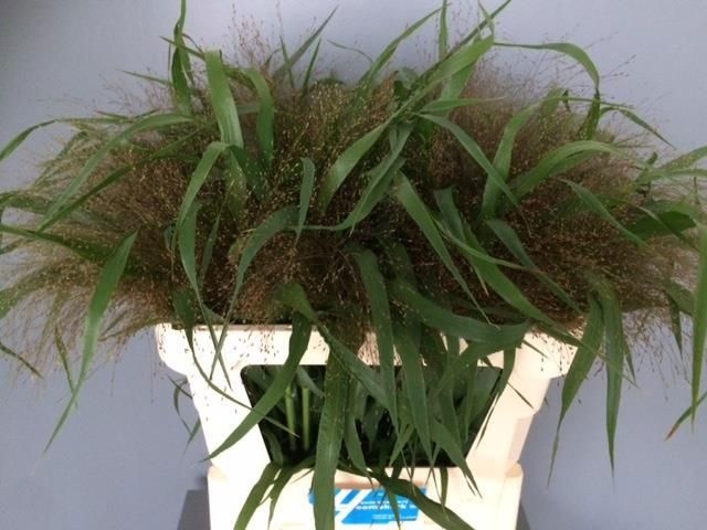 Паникум Фаеворк 70, шт.