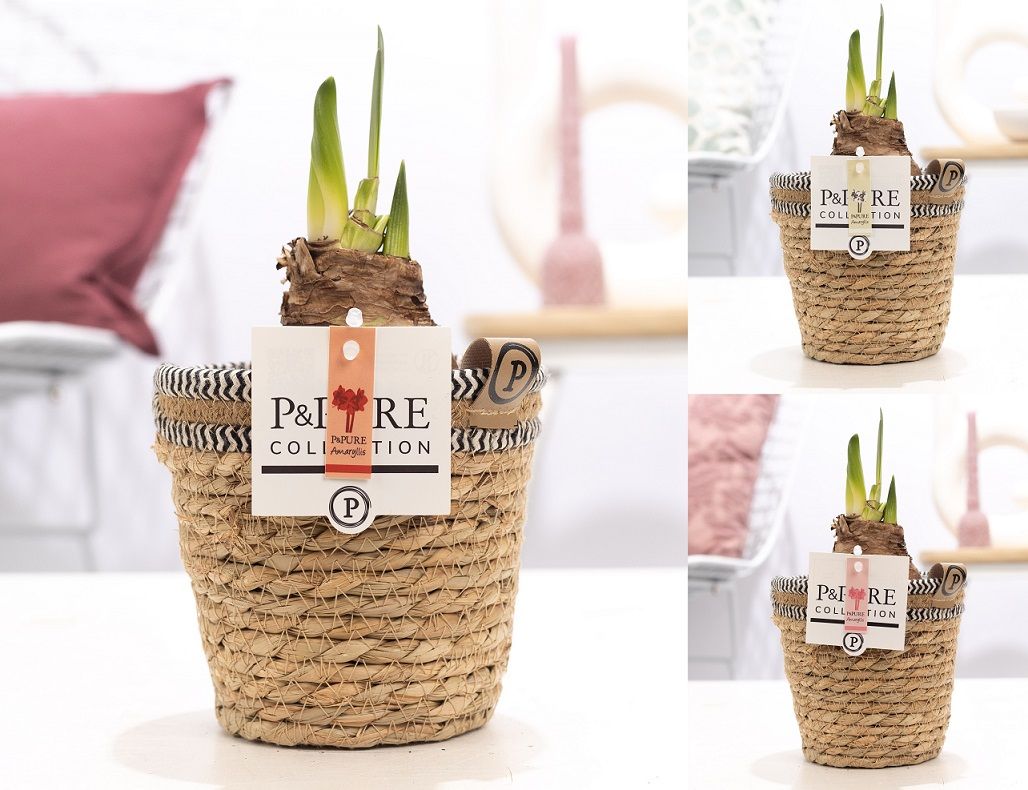 Hippeastrum mix in P&PURE Basket 6, D 12