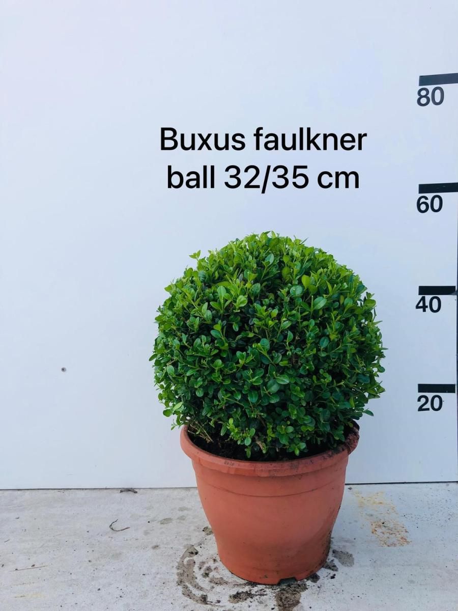 Buxus micr. 'Faulkner', bol, D 26 cm