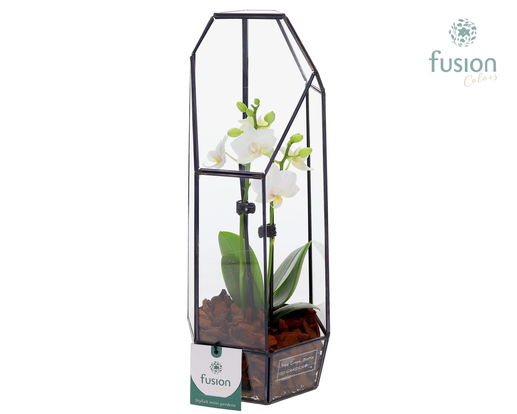 Metalen Lantaarn met Phalaenopsis, D 12