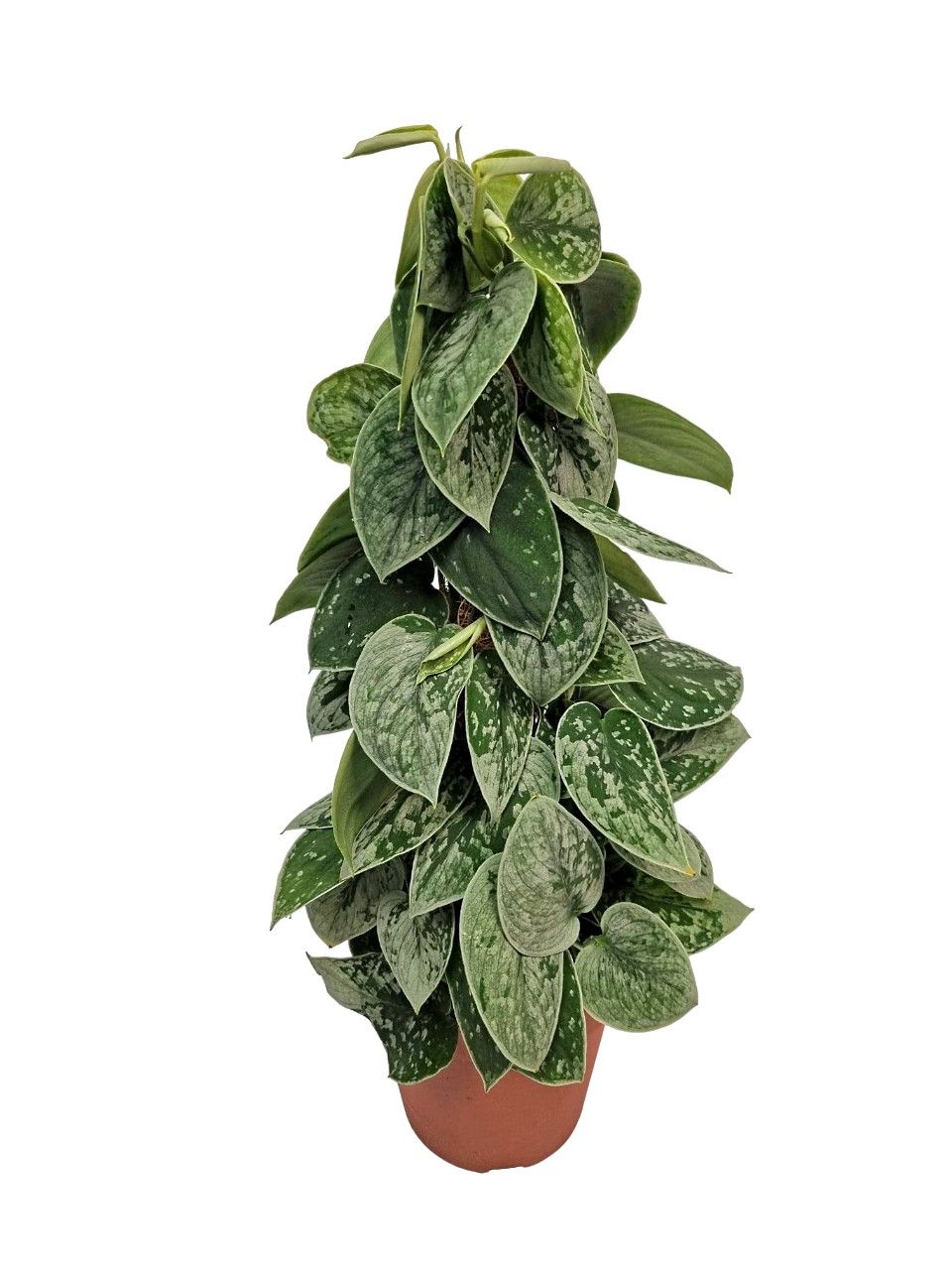 Scindapsus Silvery Ann mosstok, D 15