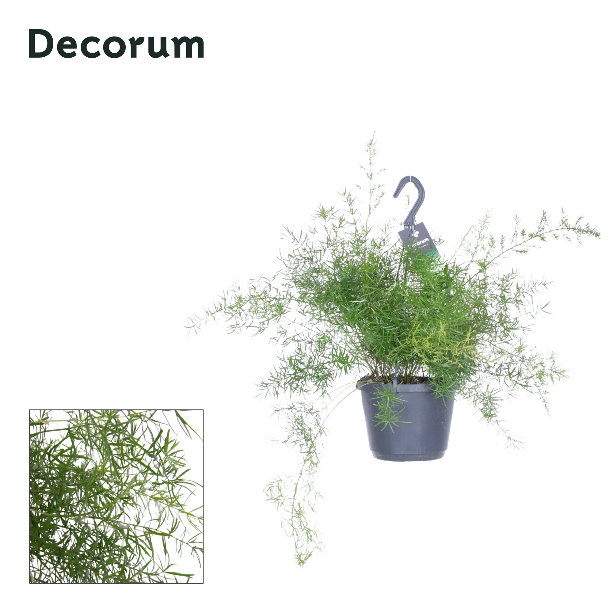 Asparagus sprengeri, D 17