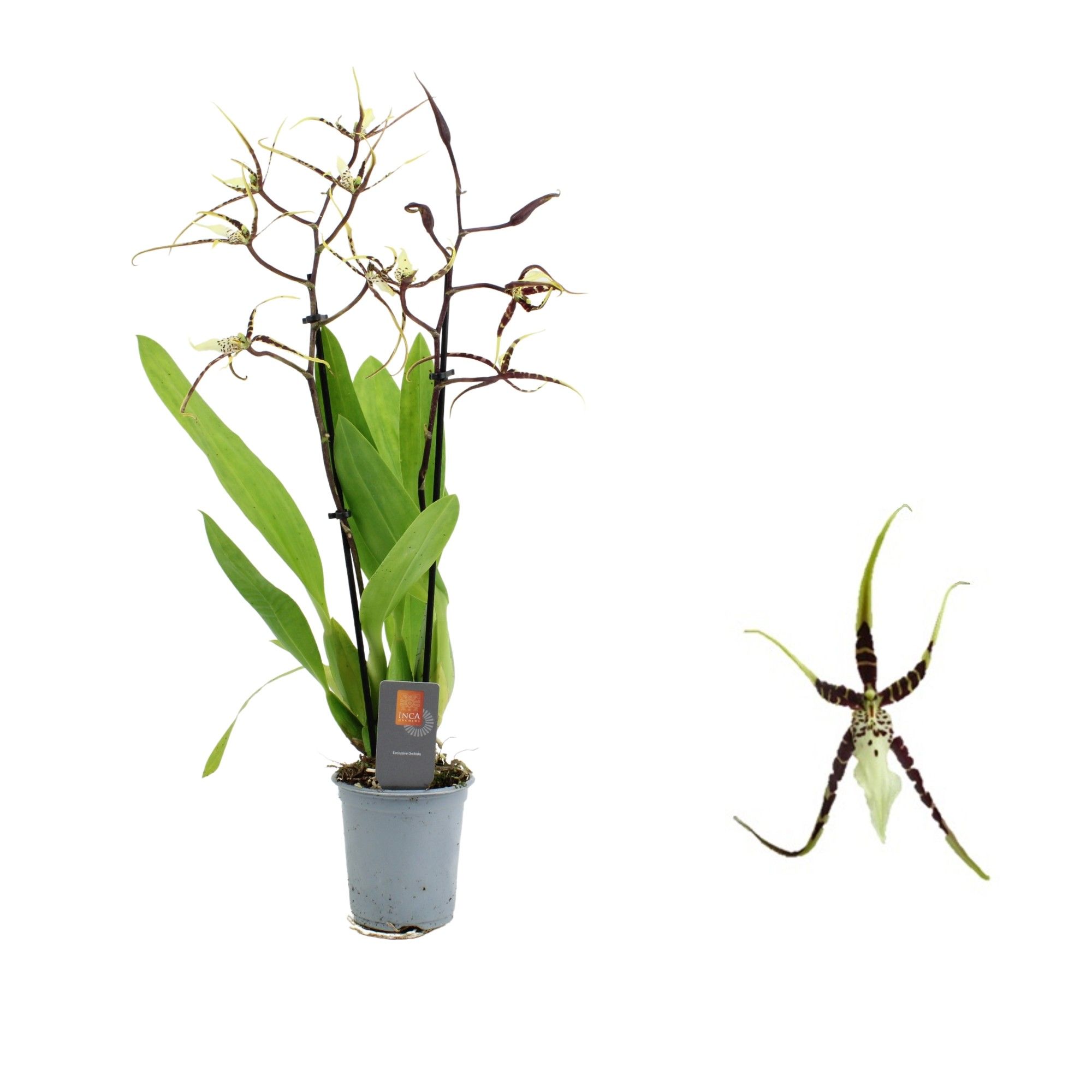 Inca Brassia Toscane 2 spike 9cm, D 9 cm