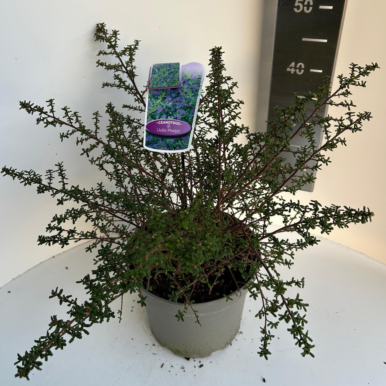 Ceanothus Julia Phelps, D 23