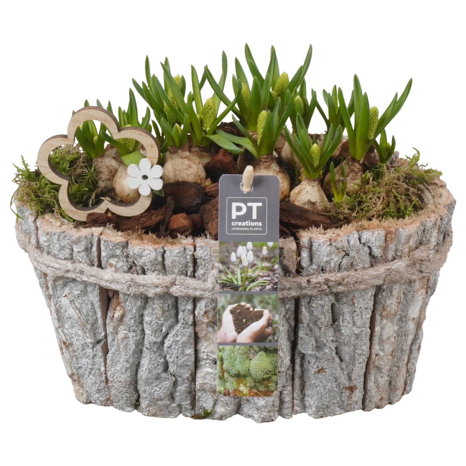 PTWMB8149 Arrangement Muscari White in houten ovaal bak, D 23