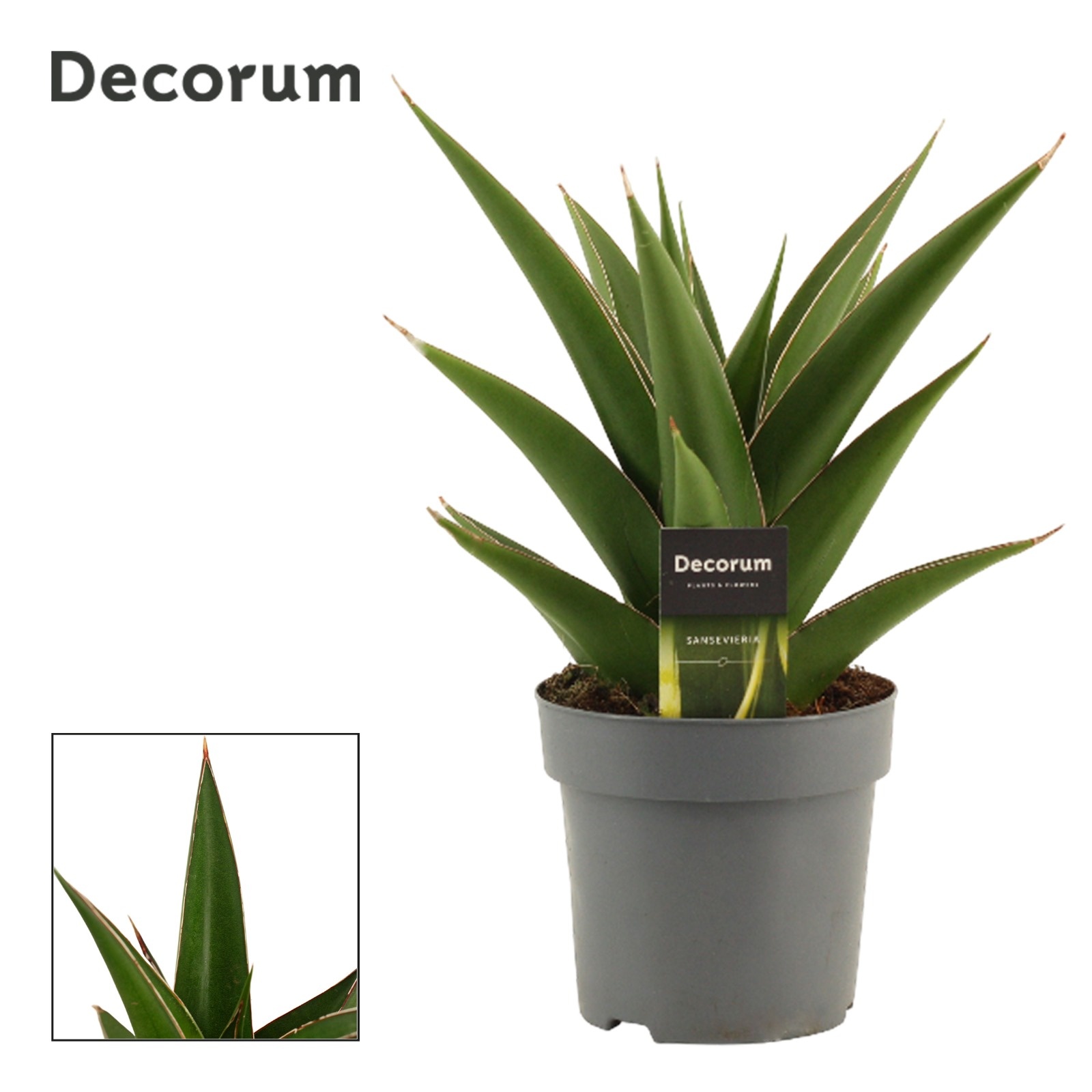 Sansevieria Abbey Crown 14 cm (Decorum), D 14