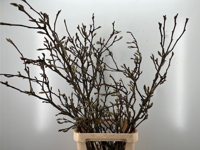 Магнолия Грандифлора 100, шт.