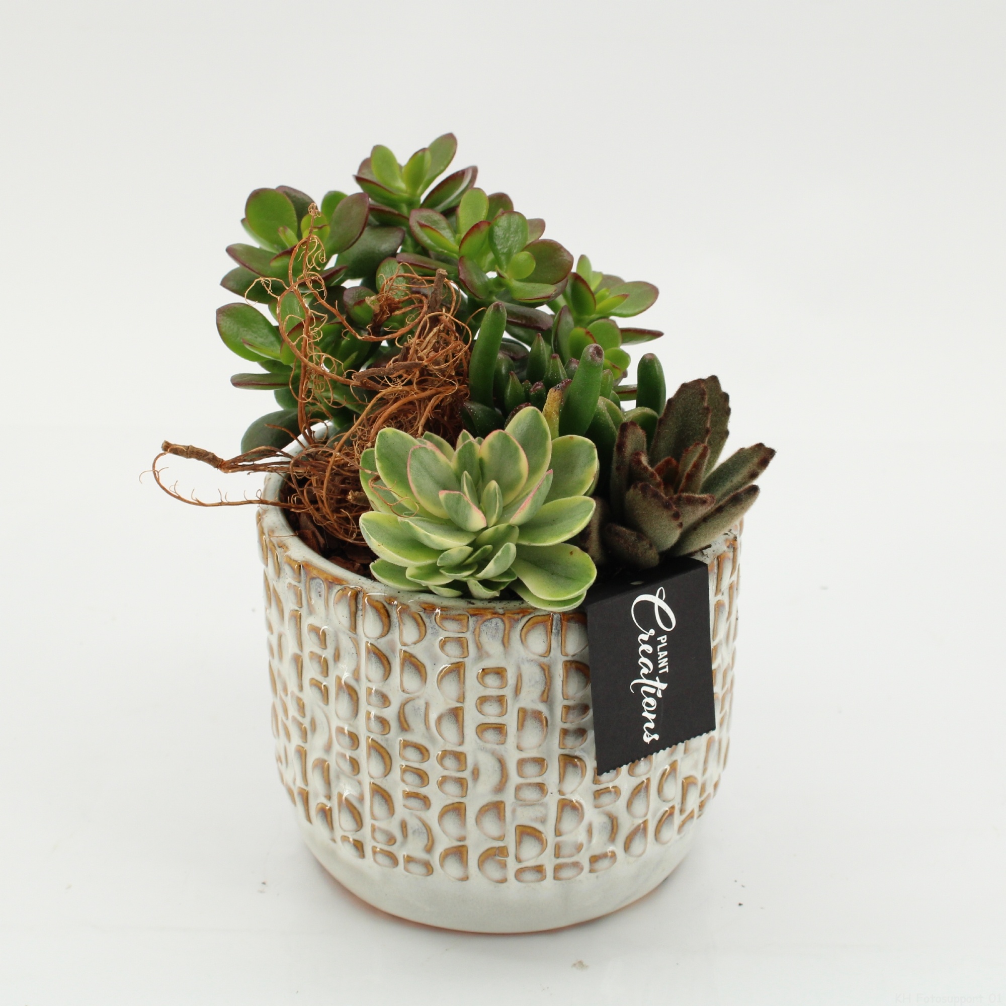 SUCR-2617 Succulent Essentials, D 14