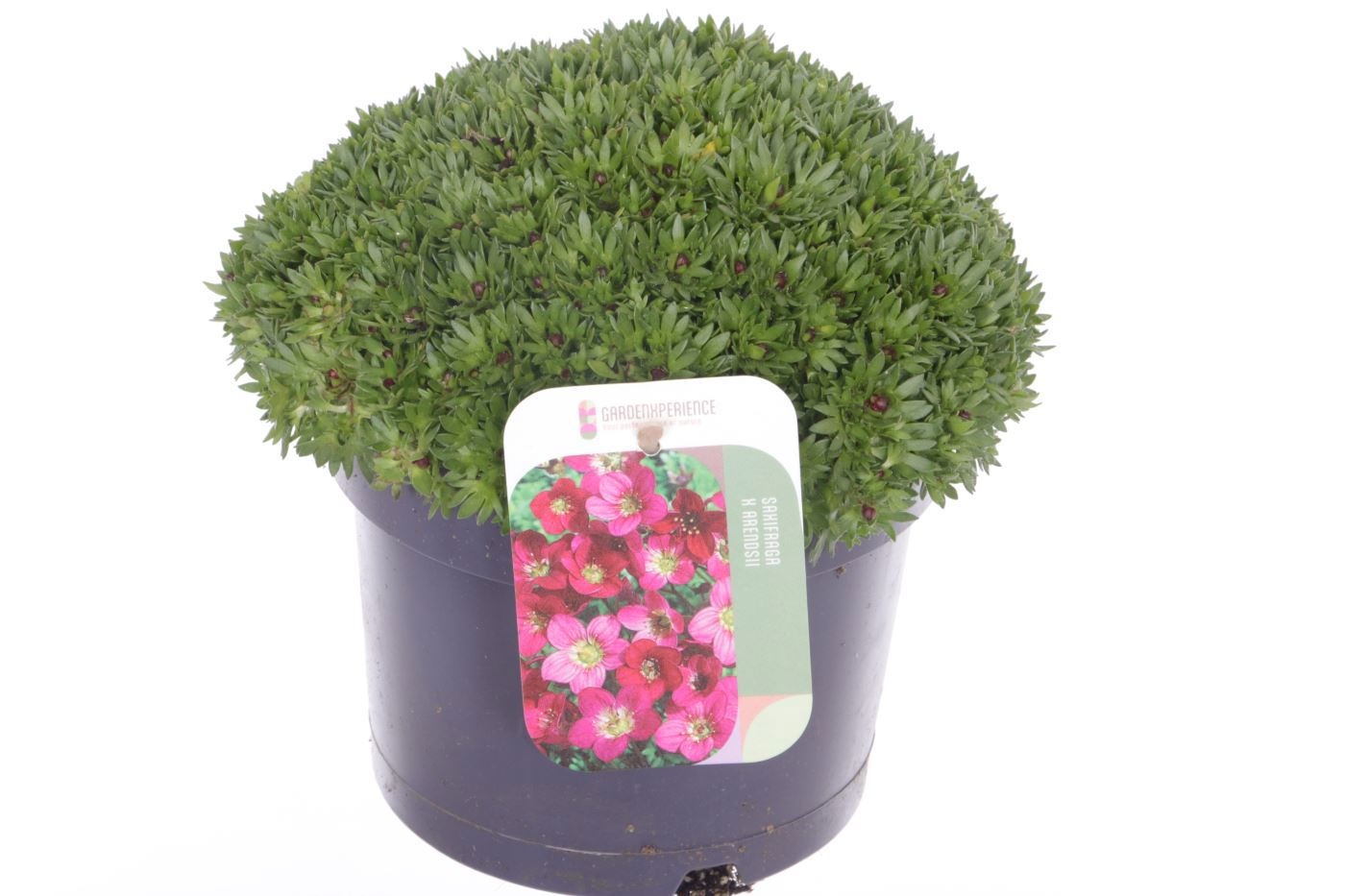 Saxifraga Touran Deep Red, D 17