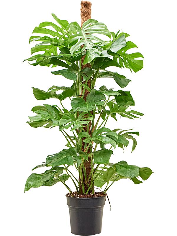 Monstera deliciosa, D 27