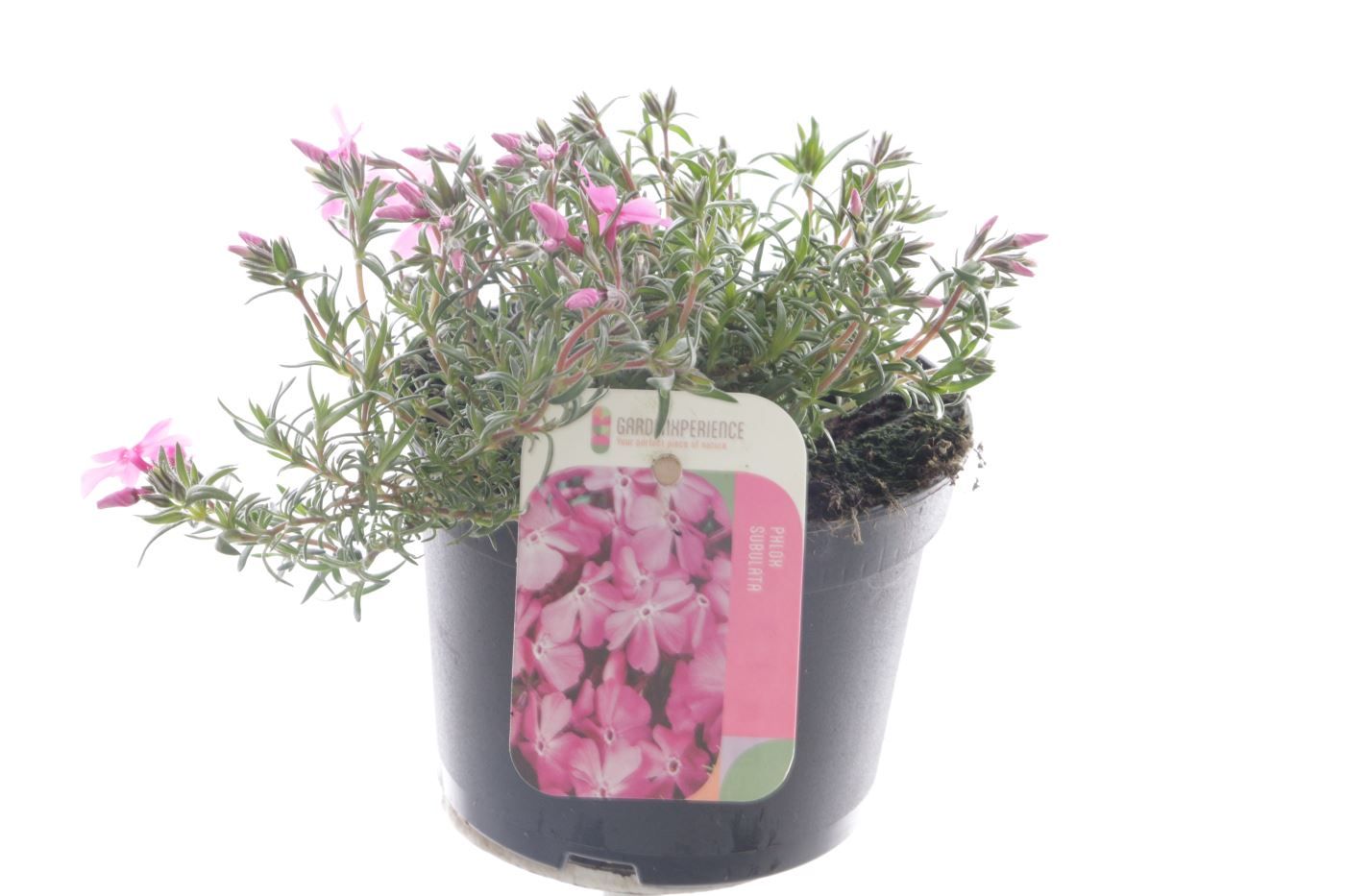 Phlox (Subulata Grp) Fabulous Rose, D 13