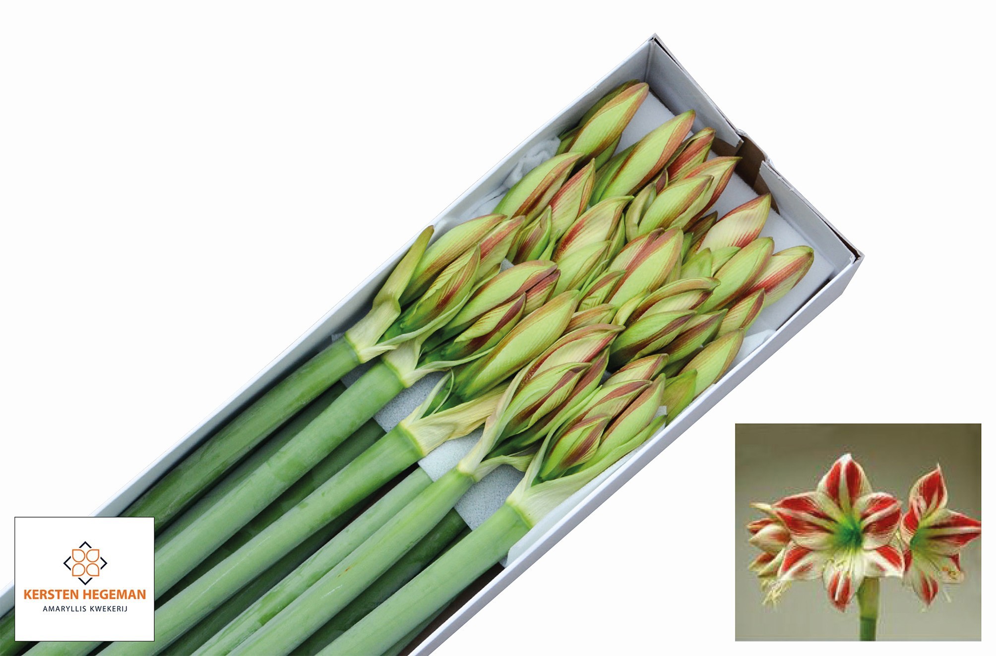 Амарилис Амбианс (бело-красн.) x15, шт. Амарилис Амбианс (бело-красн.) x15, шт.