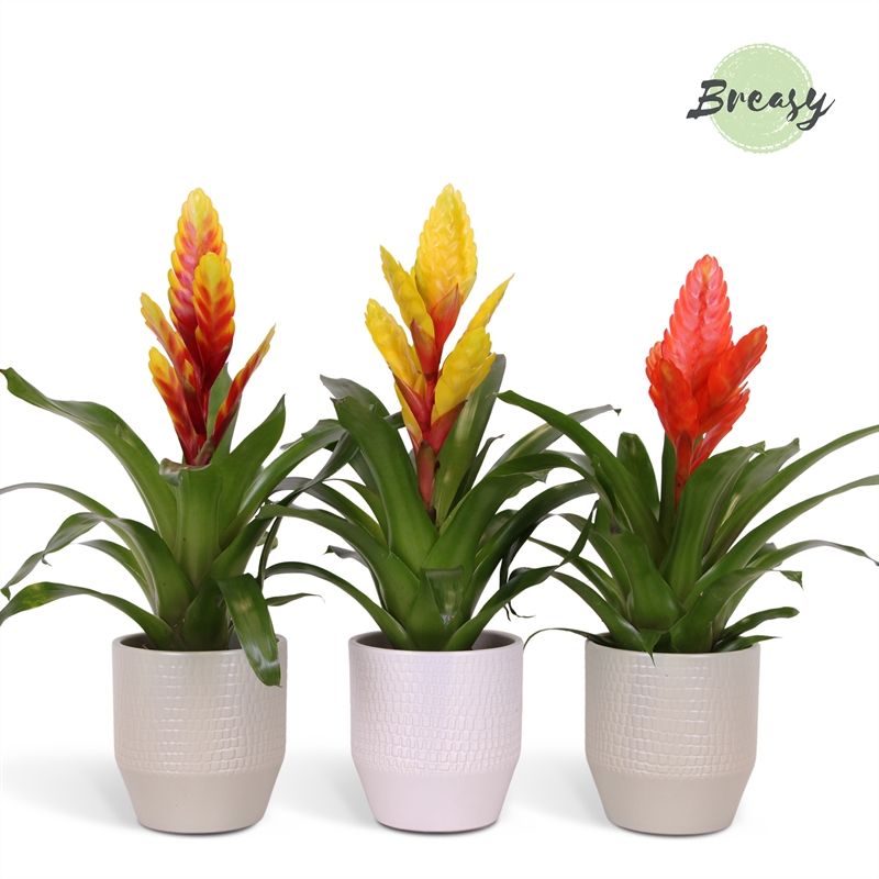 Vriesea Green - 13cm in Palma | Mimesis, D 13