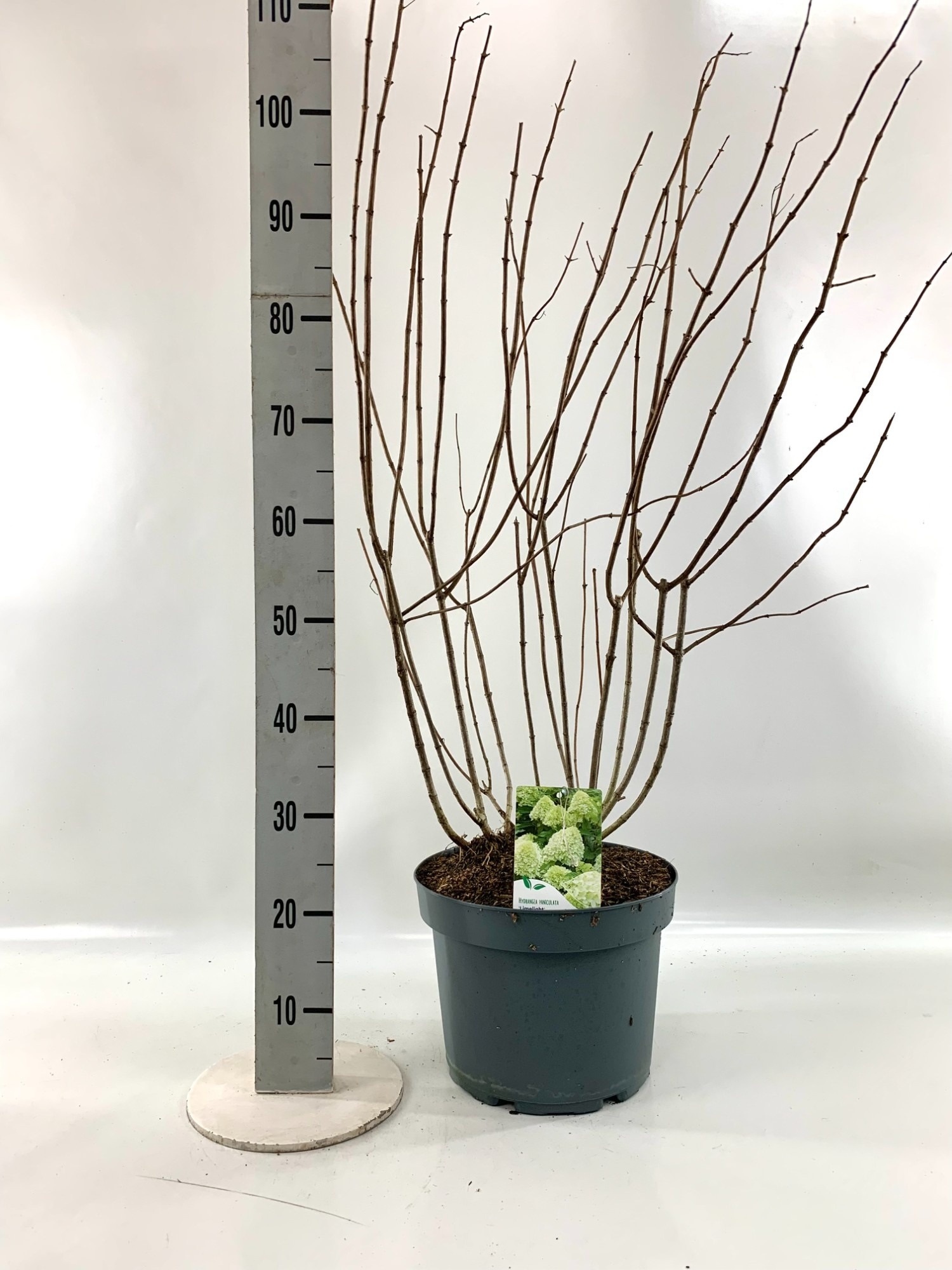 Hydrangea pan. 'Limelight' ®, D 29