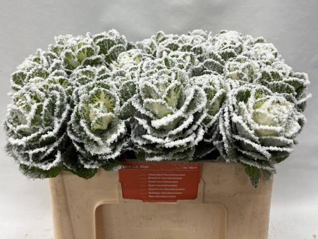 Брассика Овериг Крашеная (краш. ) 50, шт.