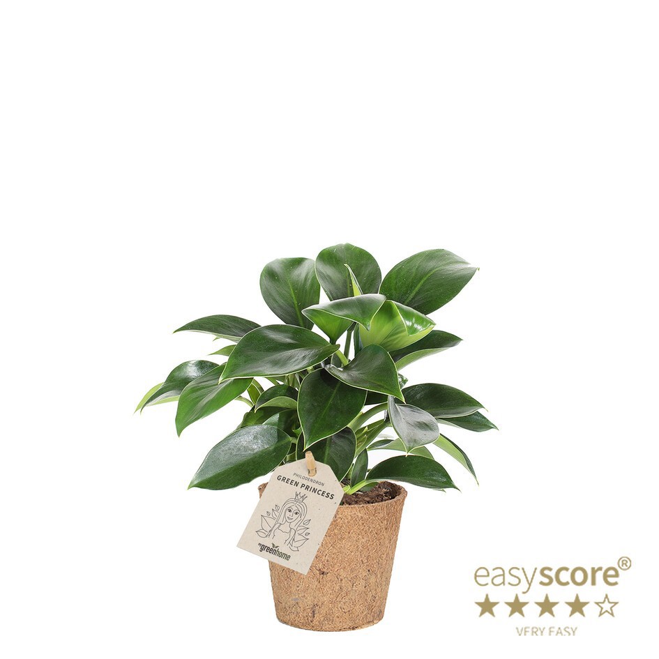 PHILODENDRON ERUBESCENS 'Green Princess' COCOZ, D 9 cm PHILODENDRON ERUBESCENS 'Green Princess' COCOZ, D 9 cm