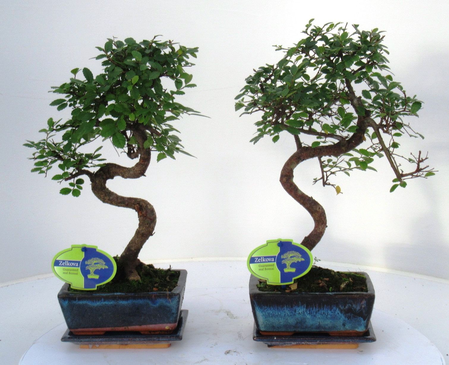 Zelkova parvifolia, 15cm., shape, with driptray, D 15