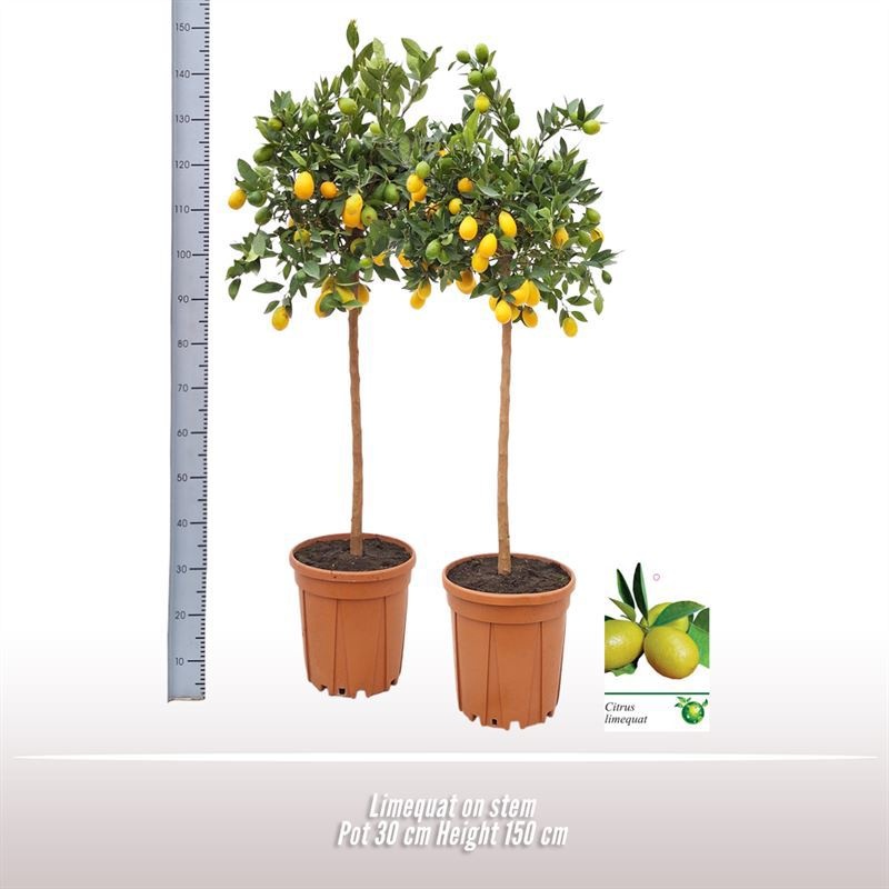 Limequat op stam, D 30