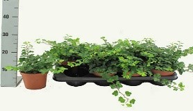 FM : P12 Hedera Mix soorten rank 25 cm, D 12