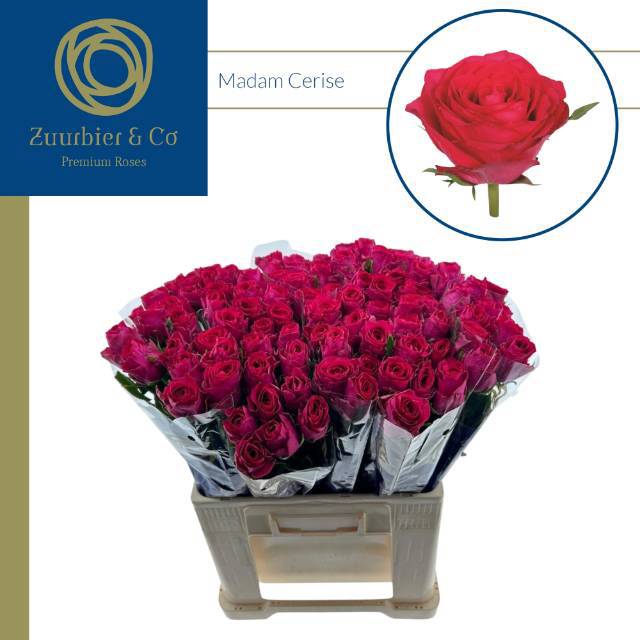 Роза од. Мадам Цериз 50, шт.