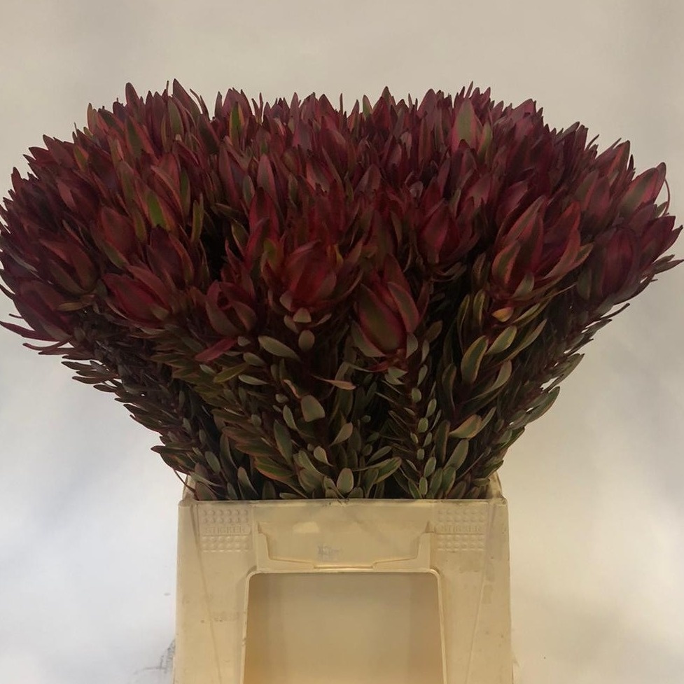 Леукадендрон Джестер 50, шт.